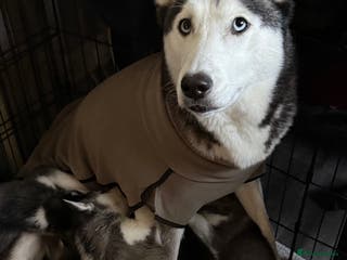 Siberian Husky dogs 3 beautiful Siberian huskies, 2 male and 1 female - Advert 8