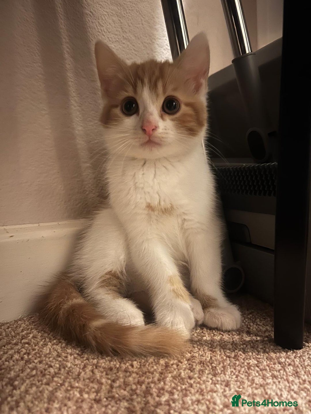 Mixed Breed cats for sale: 6 kittens of a Persian mum with Tuft ears. - Advert 8