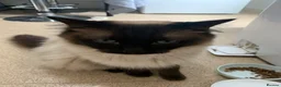 Ragdoll cats for sale: Rag doll male - Advert 2