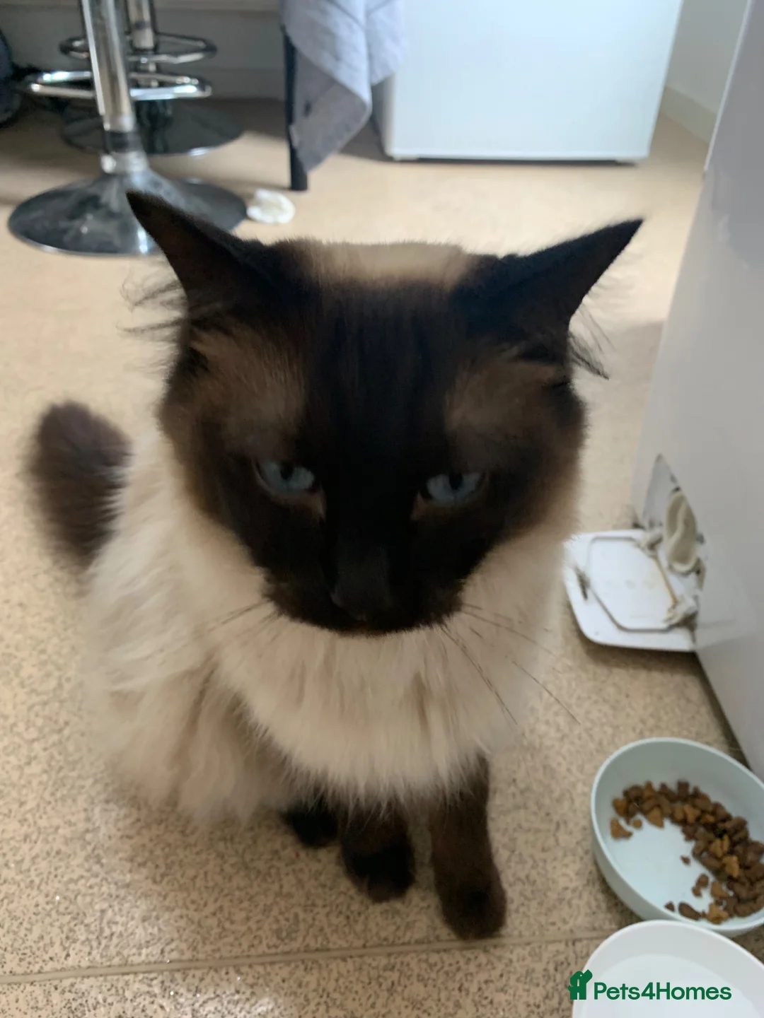 Ragdoll cats for sale: Rag doll male - Advert 2