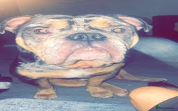 Olde English Bulldogge dogs for sale: Dog looking for a new home - Image 2