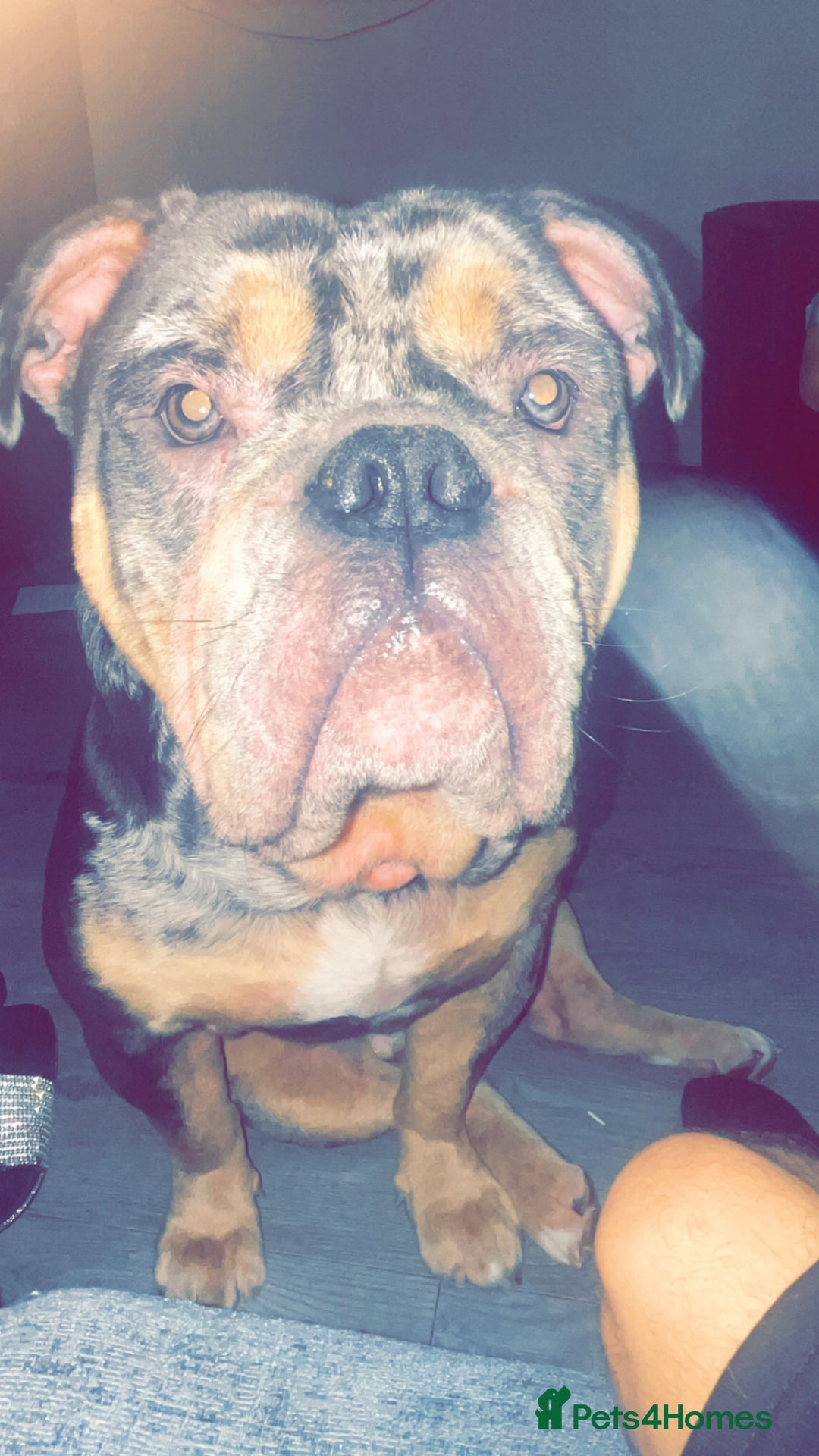 Olde English Bulldogge dogs for sale: Dog looking for a new home - Image 2