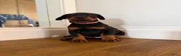 Dobermann dogs for sale: KC Registered big and strong Doberman puppies!! - Advert 10