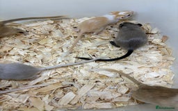 Gerbil rodents for sale: Baby gerbils ready now  - Image 10