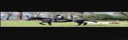 Irish Sports horses for sale: Sports horse in Middlewich - Advert 1