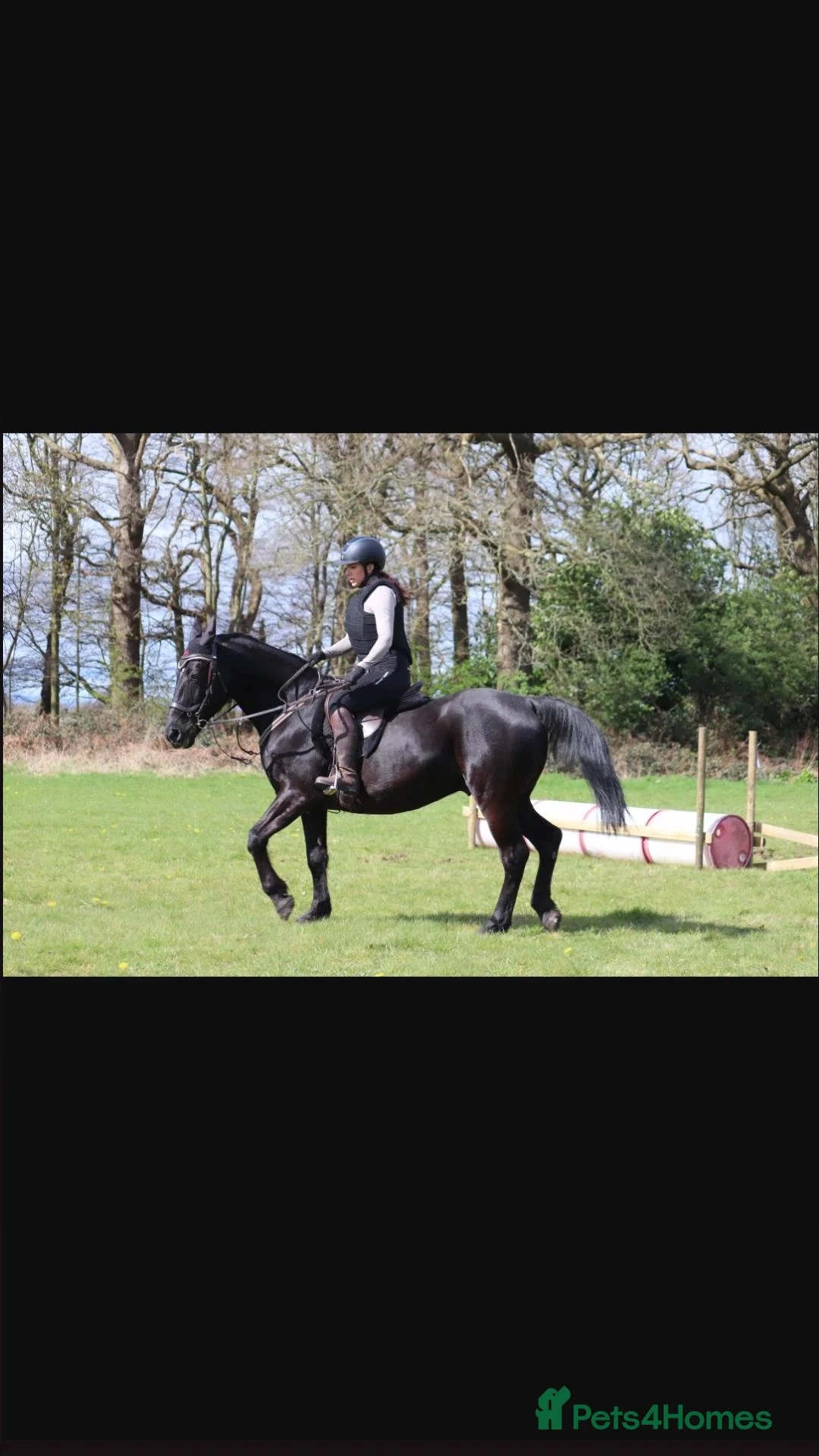 Irish Sports horses for sale: Sports horse in Middlewich - Advert 1