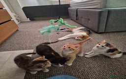 Domestic Shorthair cats for sale: 4 beautiful kittens domestic short-hair. - Image 4