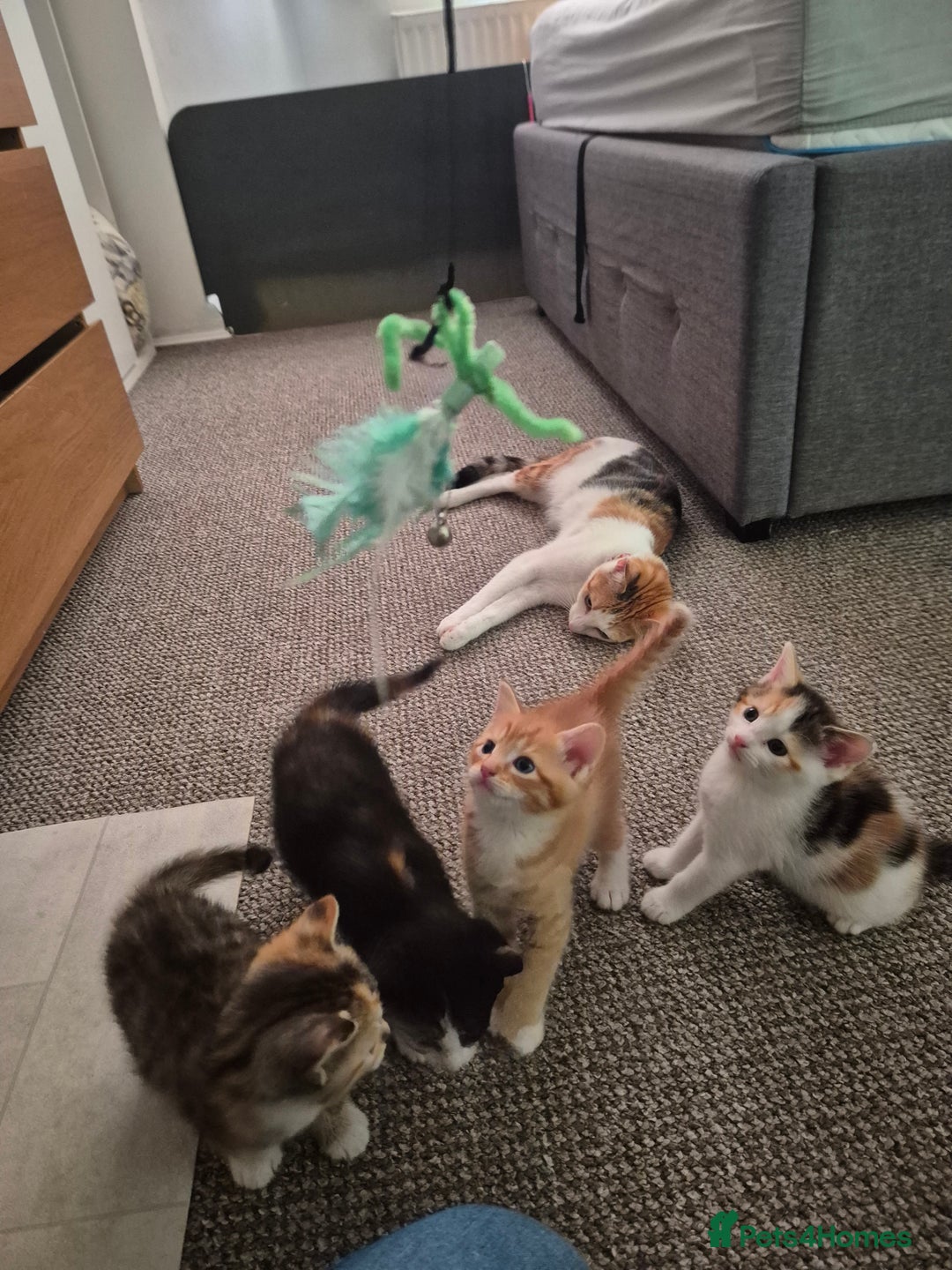Domestic Shorthair cats for sale: 4 beautiful kittens domestic short-hair. - Image 4