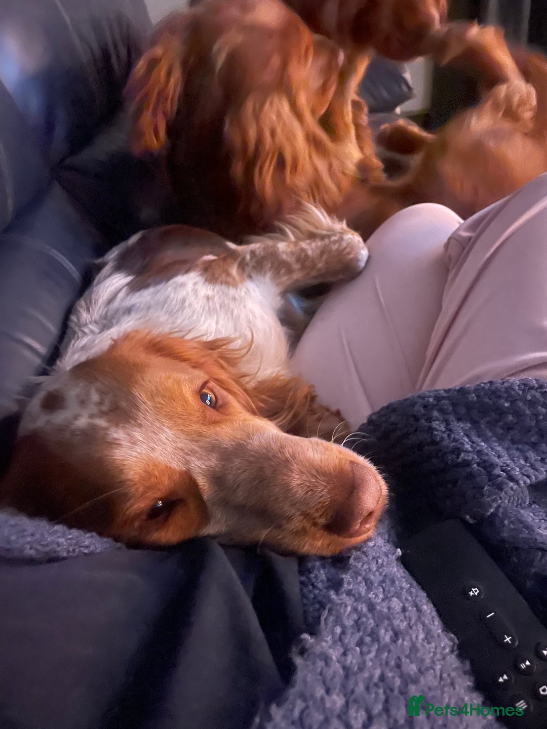 Sprocker dogs for sale: Two beautiful brothers looking for forever home - Advert 5