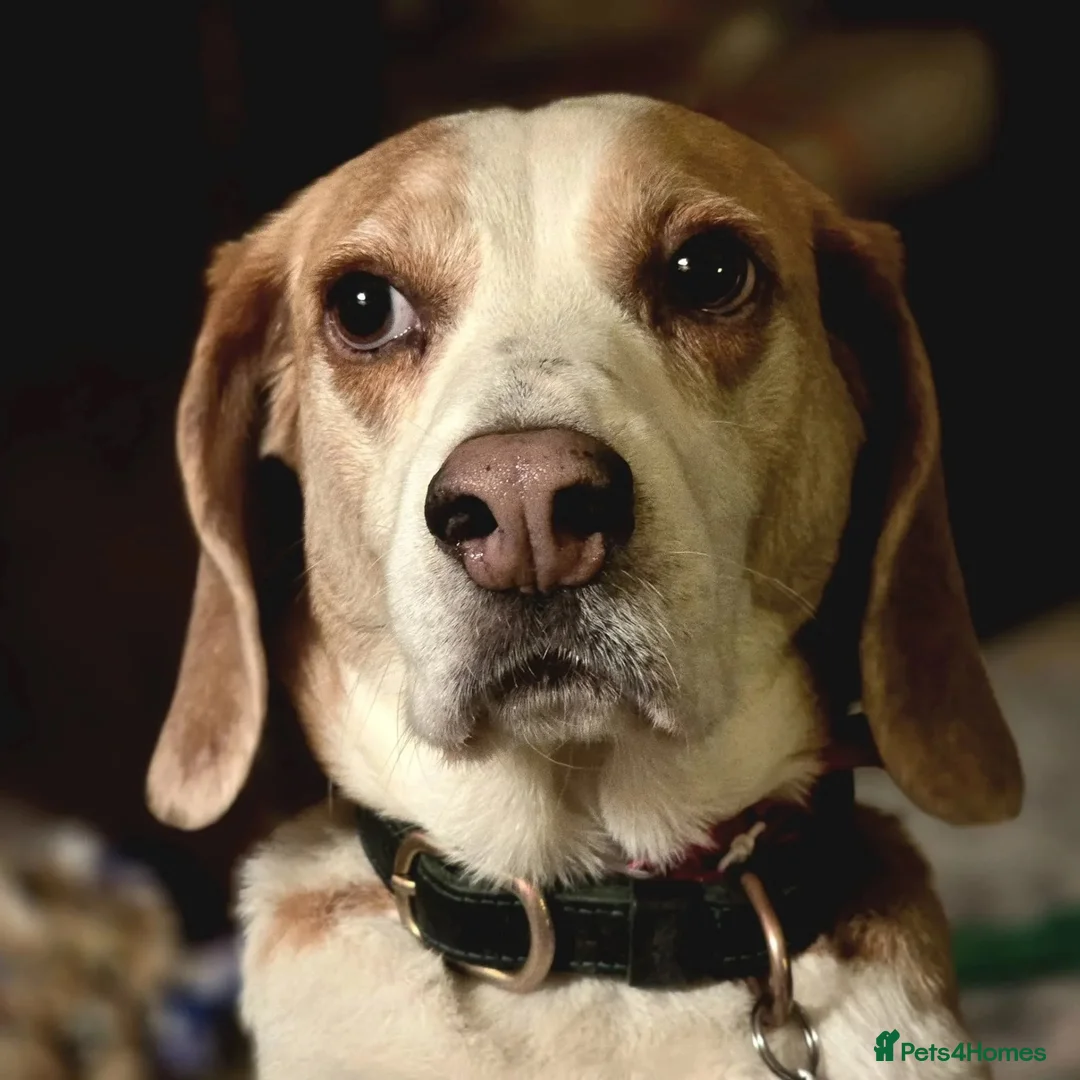 Beagle dogs for adoption: Otto (Beagle) in London - Advert 2