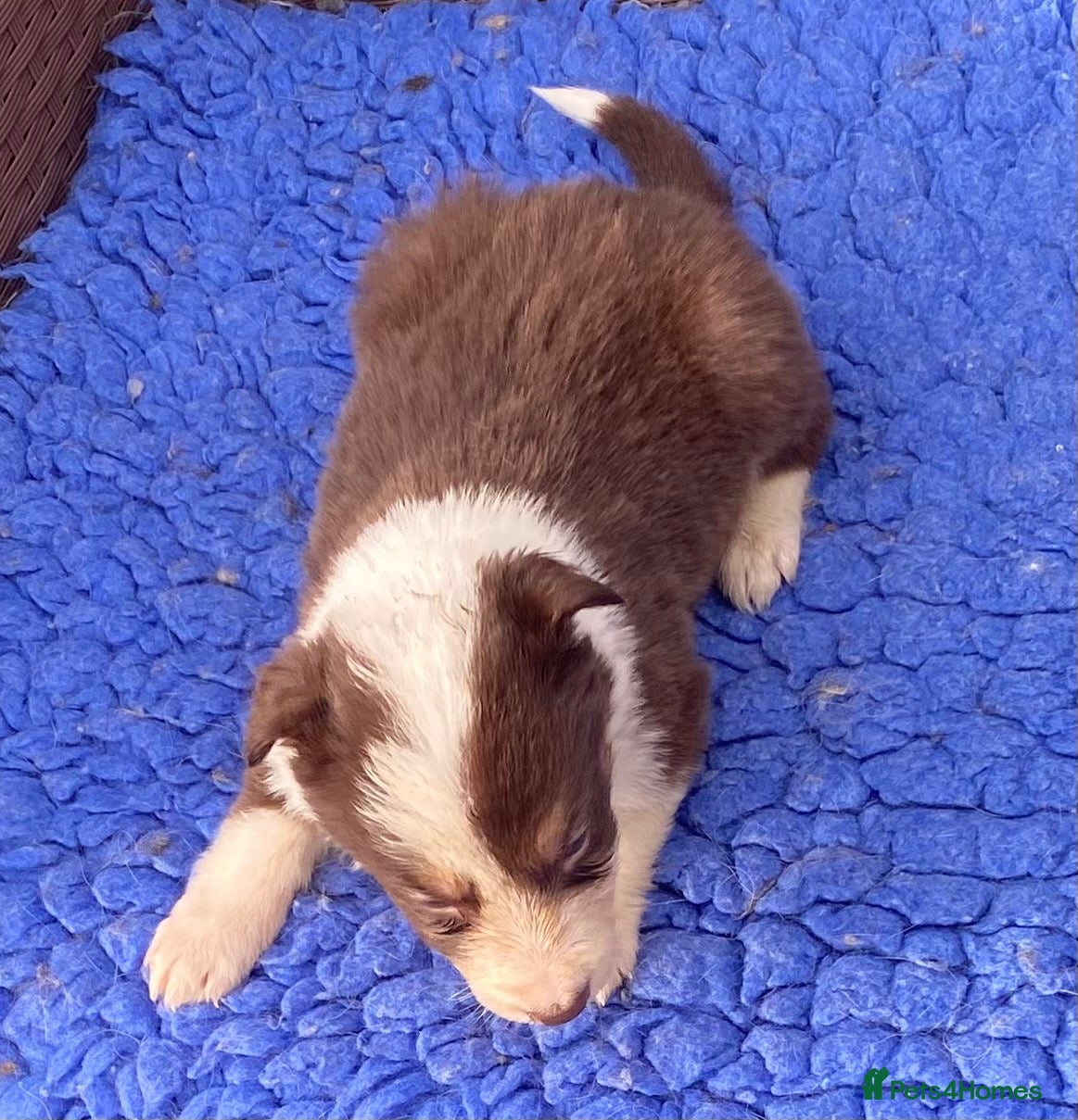 Border Collie dogs Fabulous Red Border Collie Puppies - Advert 2