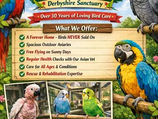 Mixed Breed birds Derbyshire Sanctuary for all parrots and birds - Advert 4