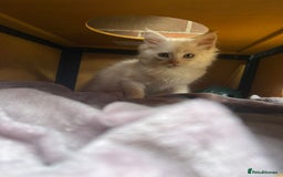 Maine Coon cats for sale:  maincoons  - Image 12