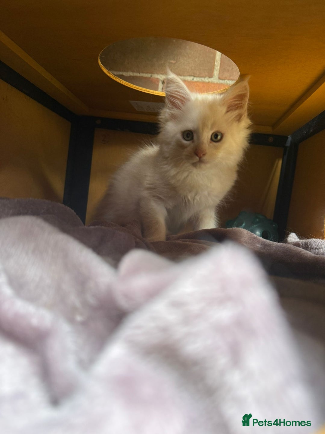 Maine Coon cats for sale:  maincoons  - Image 12