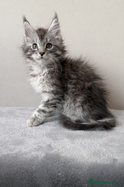 Maine Coon cats ⭐️ Outstanding TICA Maine Coons ⭐️ - Russian Lines - Advert 14