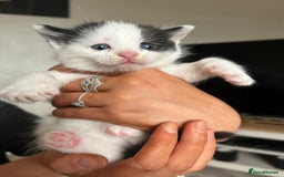 Mixed Breed cats for sale: 4 Beautiful fluffy kittens  - Image 4