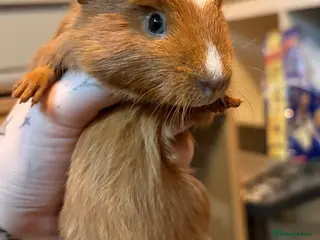 Guinea Pig rodents 3 male guinea pigs - Advert 1