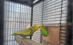 Budgerigars birds for sale: Budgies  - Image 1