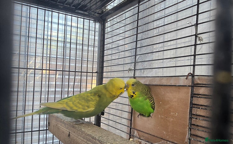 Budgerigars birds - Advert 2