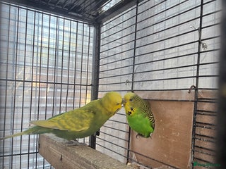 Budgerigars birds - Advert 16