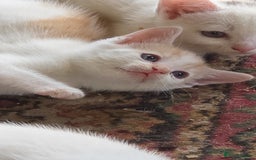 British Shorthair cats for sale: Pet Kittens  - Image 4