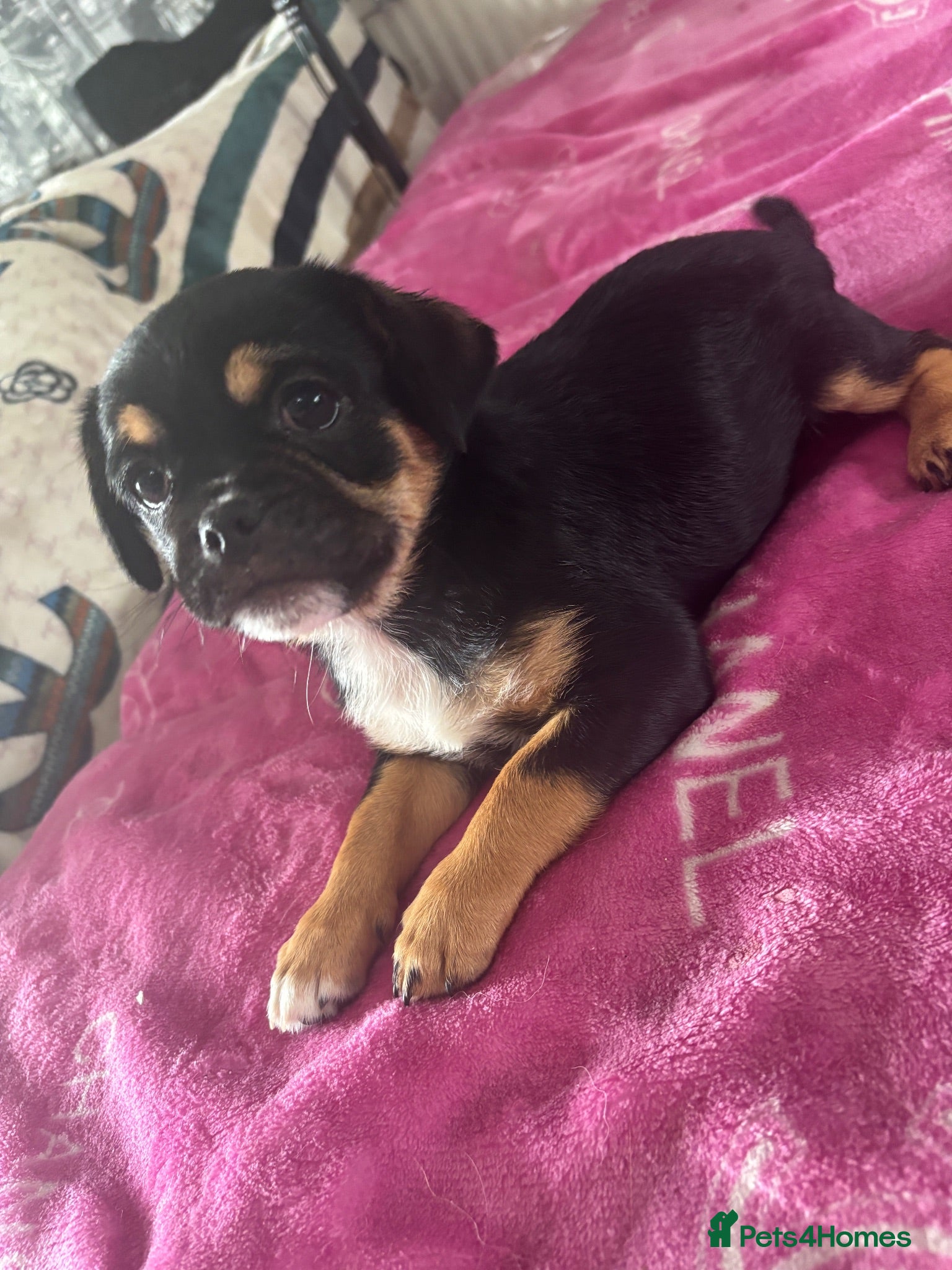 Mixed Breed dogs The last 2 of 6 adorable small rare breed pups - Advert 2