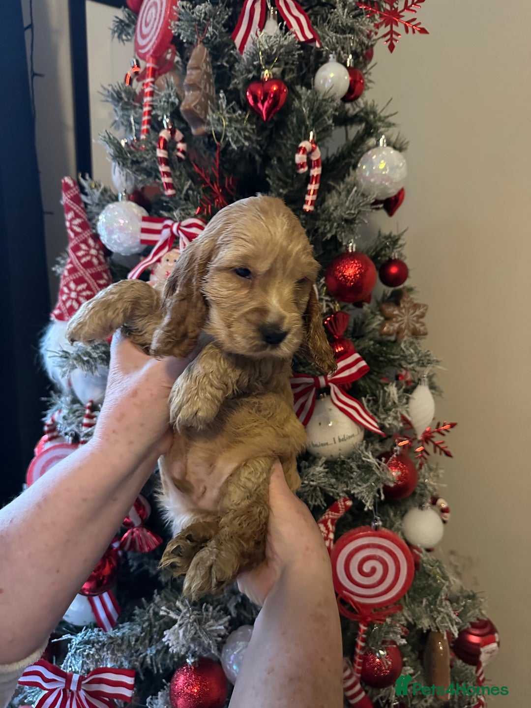 Cocker Spaniel dogs for sale: KC Golden Show Cocker Spaniel  READY TO GO! - Advert 13