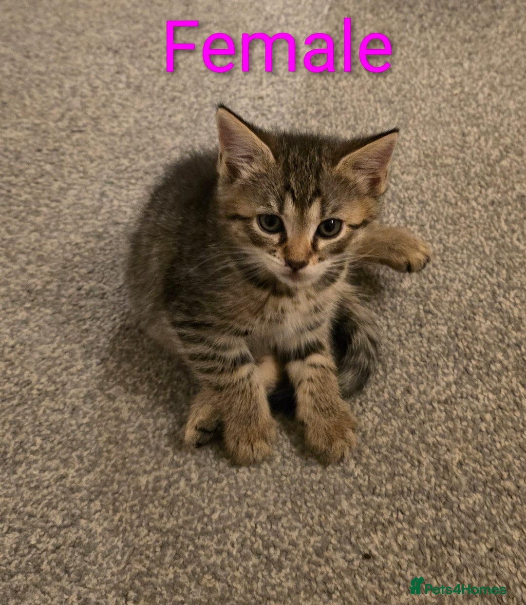 Mixed Breed cats for sale: Kittens for sale ready to go now   - Image 11