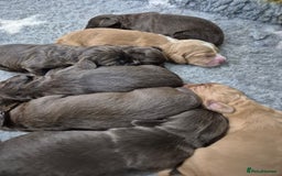 Cocker Spaniel dogs for sale: Cocker Spaniel Puppies - Image 1