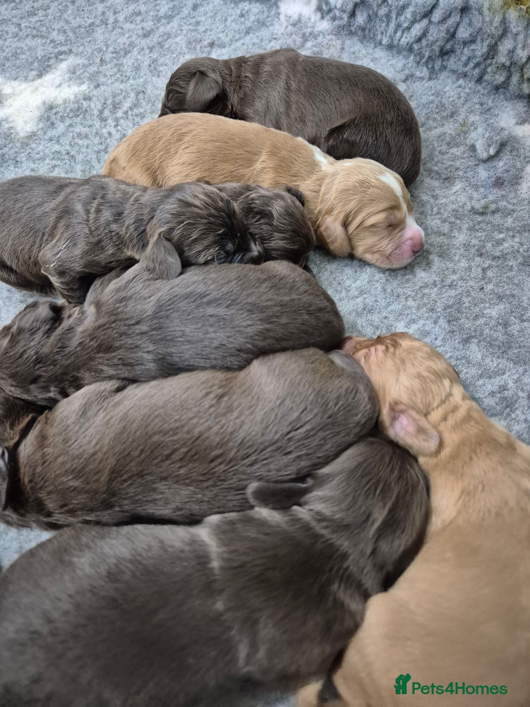 Cocker Spaniel dogs for sale: Cocker Spaniel Puppies - Image 1