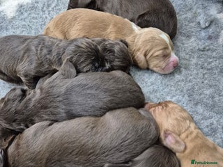 Cocker Spaniel dogs - Advert 3