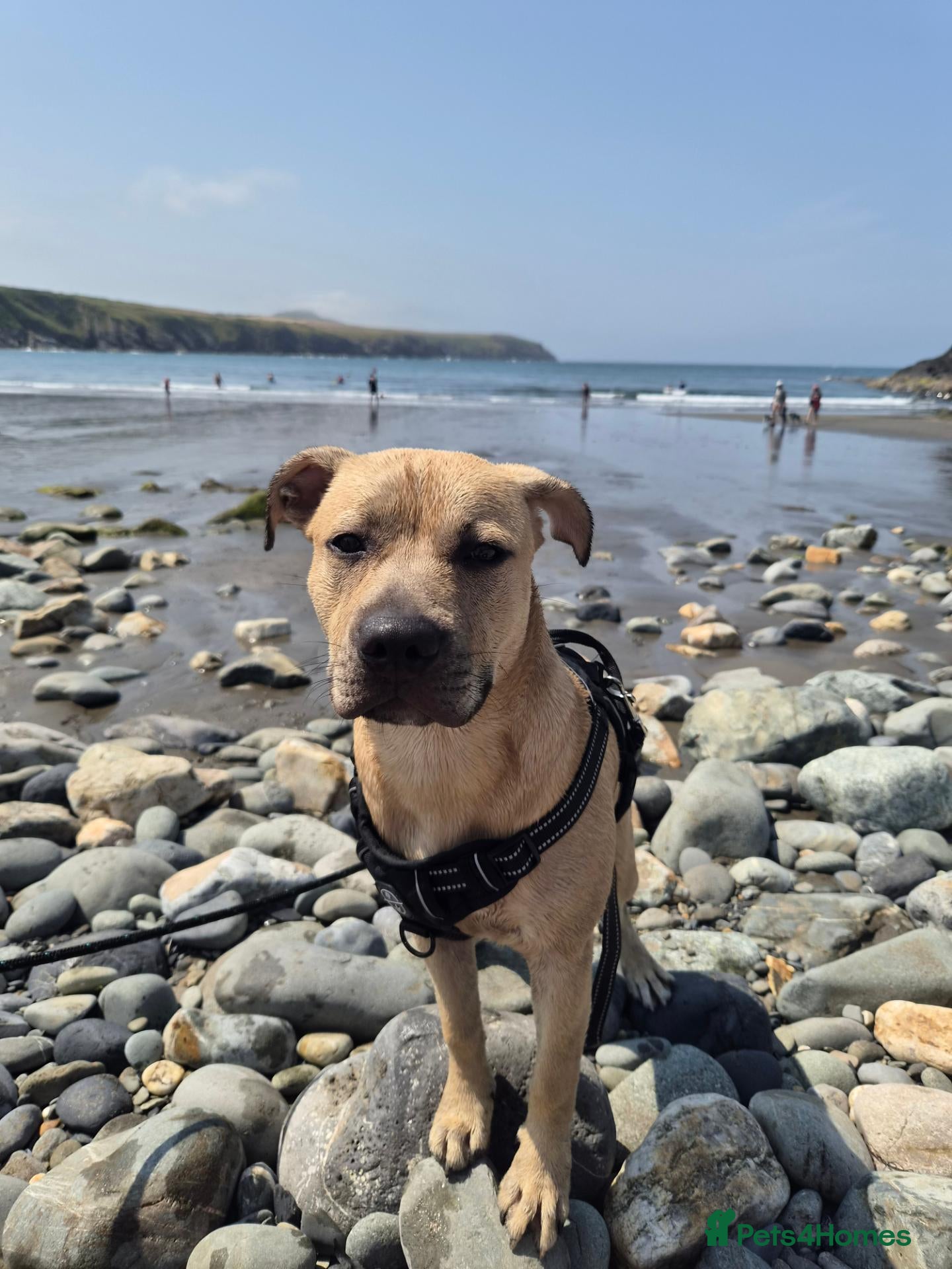 Staffordshire Bull Terrier dogs Staffy for sale - Advert 1