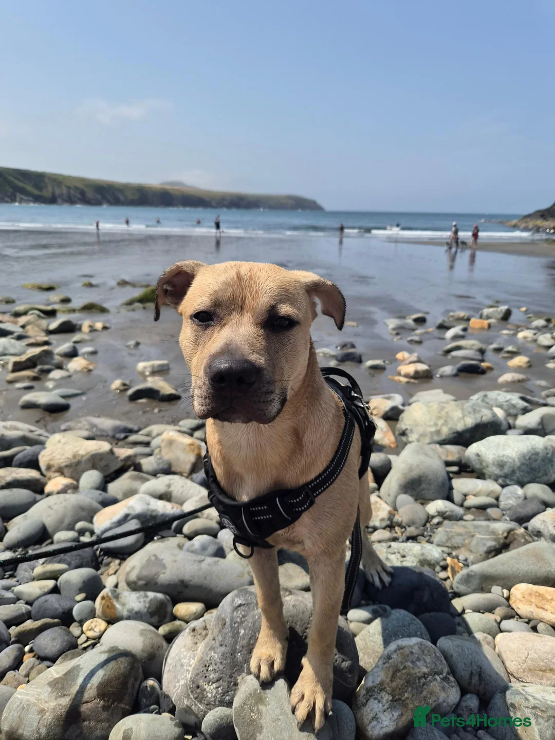 Staffordshire Bull Terrier dogs for sale: Staffy for sale in Runcorn - Advert 1