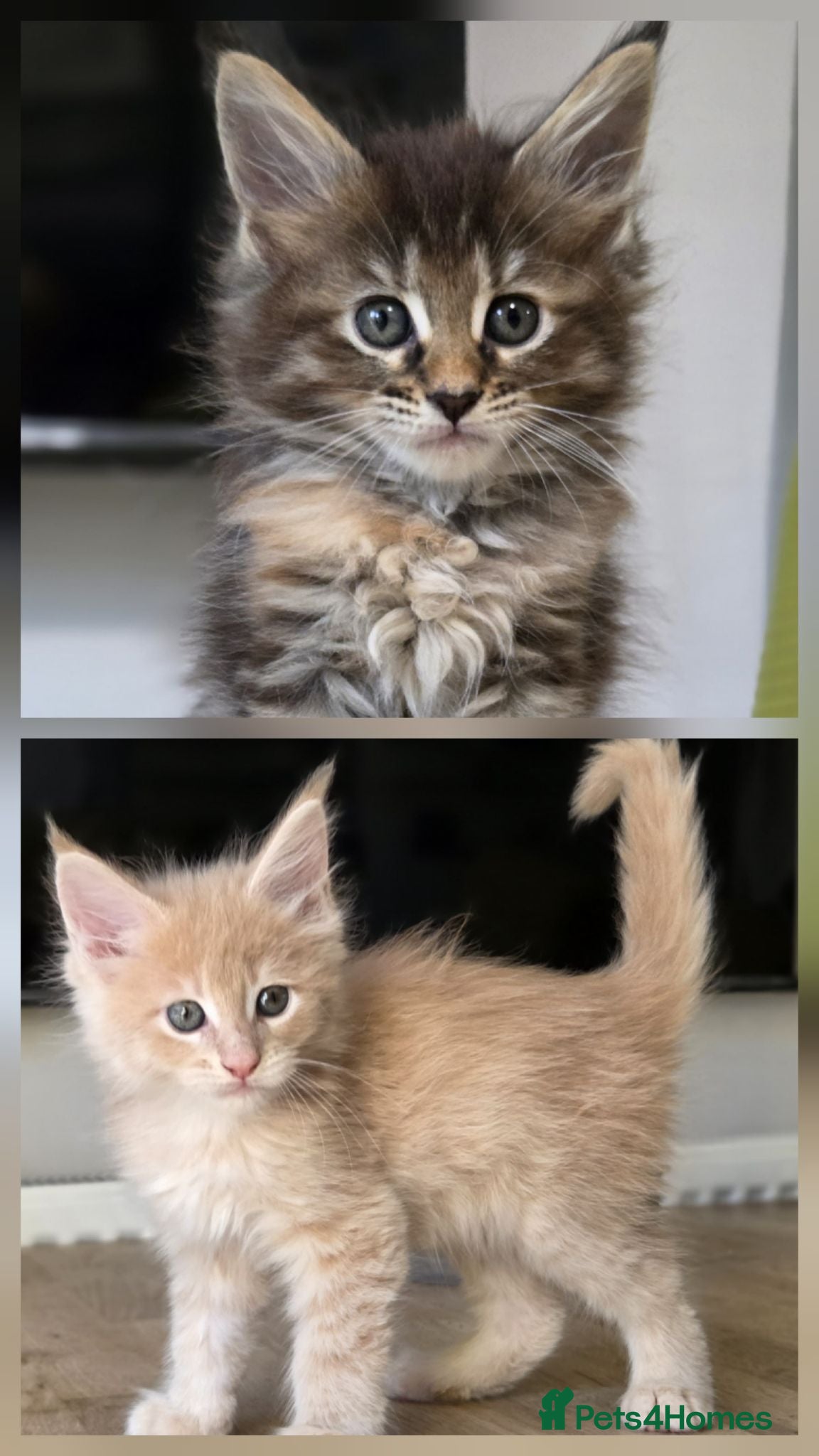 Maine Coon cats Beautiful, well handled Maincoon kittens  - Advert 5