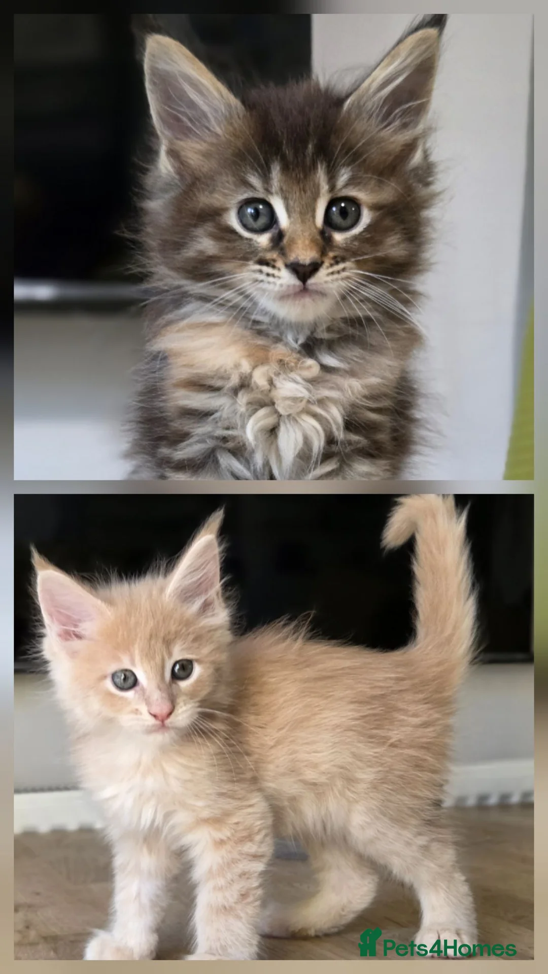 Maine Coon cats for sale: Beautiful, well handled Maincoon kittens  - Advert 1