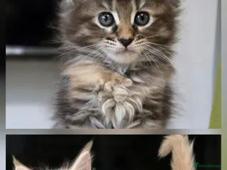 Maine Coon cats Beautiful, well handled Maincoon kittens - Advert 5