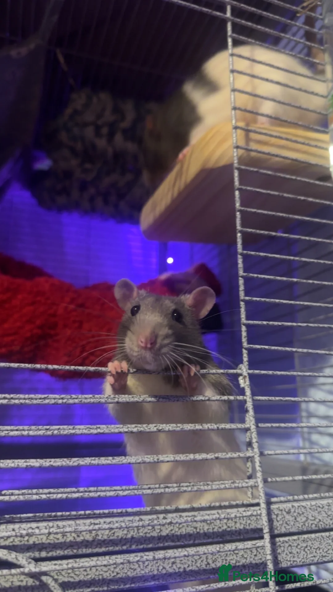 Rat rodents for sale: rats!!! NEED A GOOD HOME NOT JUST ANYONE!!! in Brighton - Advert 2