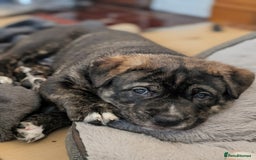 Mixed Breed dogs for sale: Two beautiful Staffy x Husky puppies  - Image 30