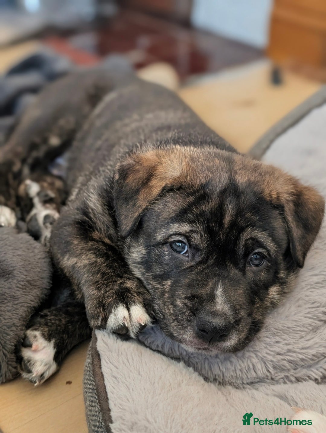 Mixed Breed dogs for sale: Two beautiful Staffy x Husky puppies  - Image 30