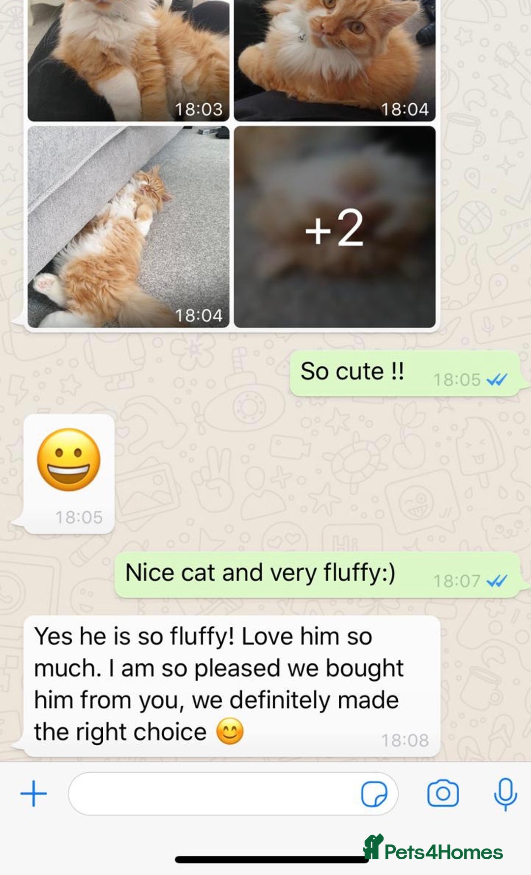 Persian cats for sale: Half Persian 3 Boys and 1 Girl  - Image 14
