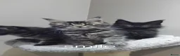 Maine Coon cats for sale: Maine coons kittens black grey tabbys.  - Advert 7