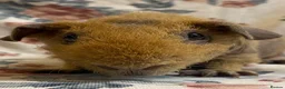 Guinea Pig rodents for sale: Stunning pedigree skinny pig boys available  - Advert 5