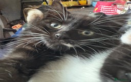 Mixed Breed cats for sale: Kittens  - Image 2