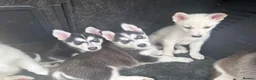 Mixed Breed dogs for sale: Husky Hybrid Puppies (Utonagans)  - Advert 33