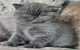 British Shorthair cats for sale: British blue shorthair female kitten - Image 1