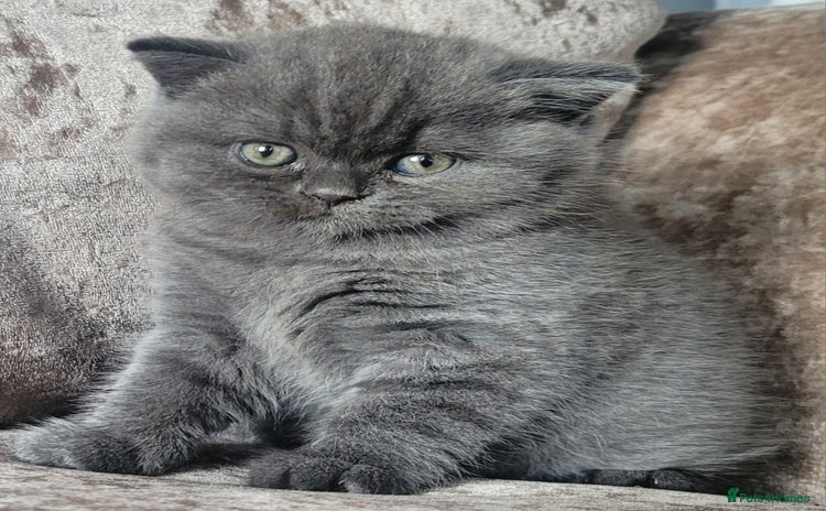 British Shorthair cats - Advert 14