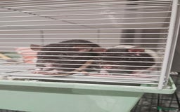 Rat rodents for sale: FREE DUMBO RATS + CAGE - Image 11