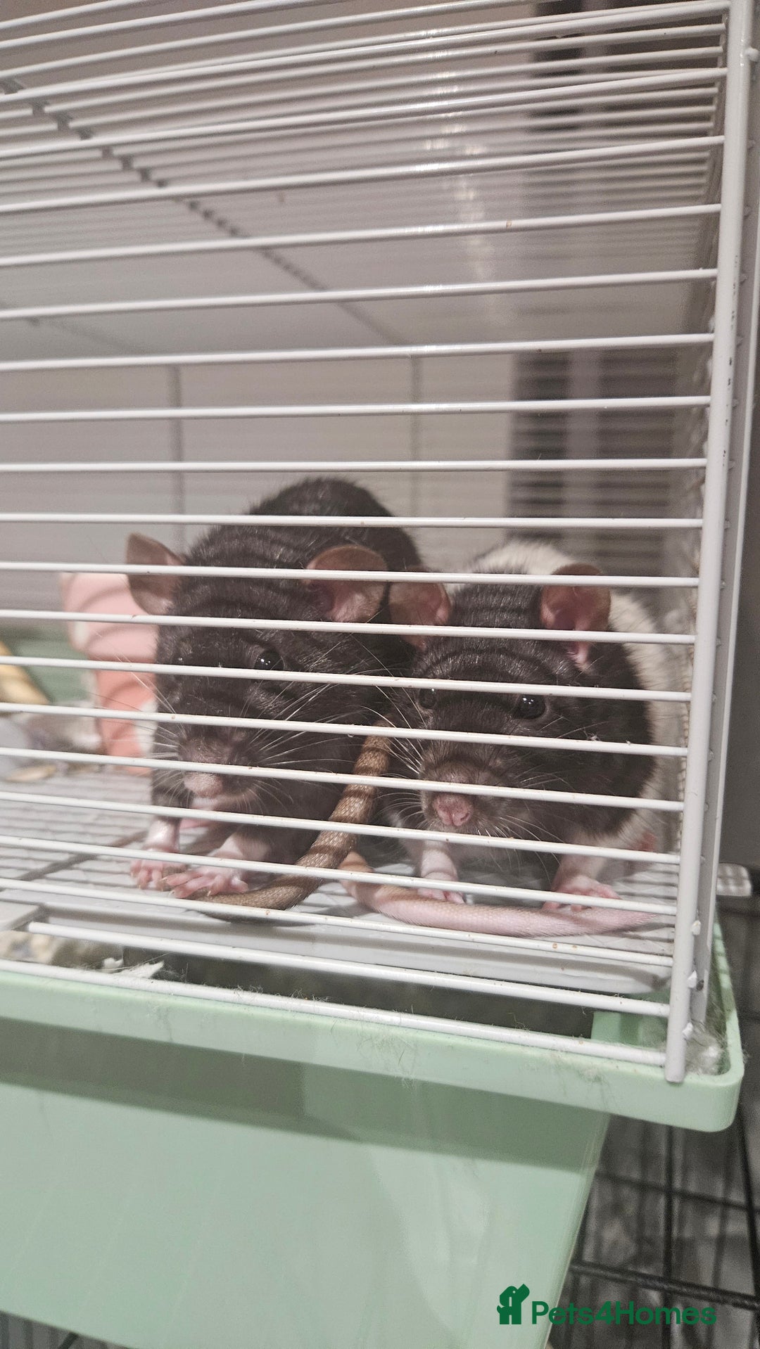 Rat rodents for sale: FREE DUMBO RATS + CAGE - Image 11