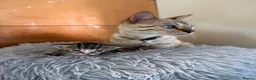 Bengal cats for sale: Beautiful half Bengal kittens - Advert 11