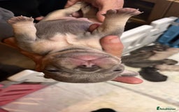 French Bulldog dogs for sale: 7 Stunning Babies ❤️💙 - Image 27